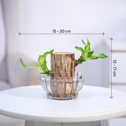 Green Lucky Brazil Wood Potted Plant (Pack of 2)