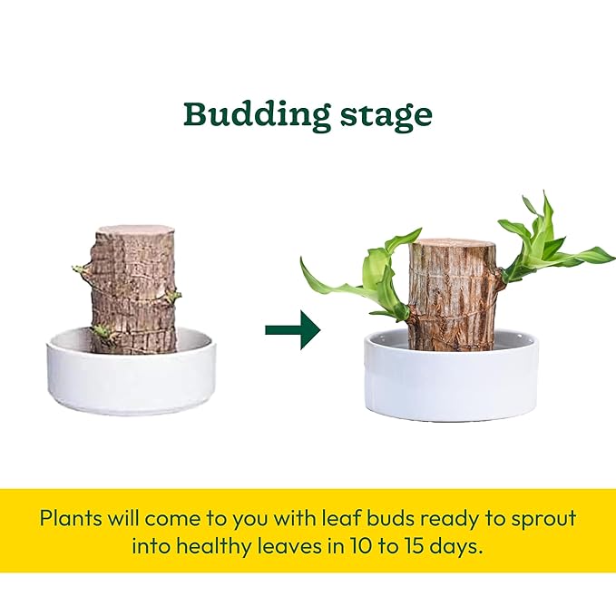 Green Lucky Brazil Wood Potted Plant (Pack of 2)