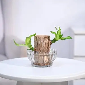 Green Lucky Brazil Wood Potted Plant (Pack of 2)